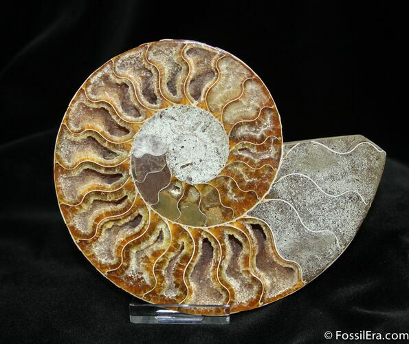 Absolutely Stunning Inch Ammonite (Half) #768
